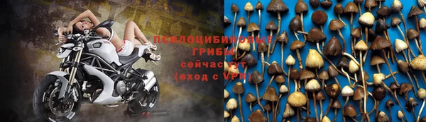 стафф Аркадак